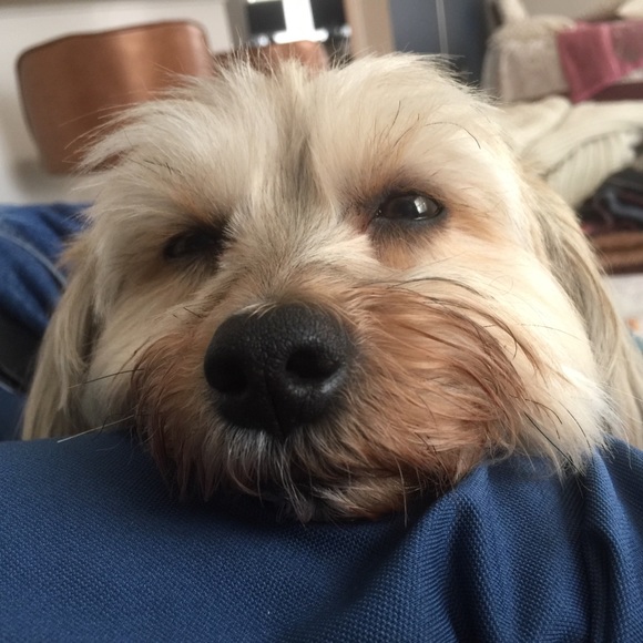 Vickie's Closet - Posh Ambassador ✨✨✨ - Picture 7 of 8